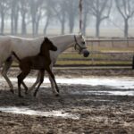 29.01.2016 Michałów. Stadnina koni. Nowo narodzone źrebaki, ich mamy i inne klacze w ciąży na krótkim, zimowym wybiegu. / Jarosław Kubalski / Radio Kielce