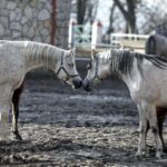 29.01.2016 Michałów. Stadnina koni. Nowo narodzone źrebaki, ich mamy i inne klacze w ciąży na krótkim, zimowym wybiegu. / Jarosław Kubalski / Radio Kielce