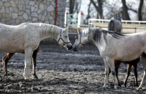 29.01.2016 Michałów. Stadnina koni. Nowo narodzone źrebaki, ich mamy i inne klacze w ciąży na krótkim, zimowym wybiegu. / Jarosław Kubalski / Radio Kielce