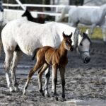 29.01.2016 Michałów. Stadnina koni. Nowo narodzone źrebaki, ich mamy i inne klacze w ciąży na krótkim, zimowym wybiegu. / Jarosław Kubalski / Radio Kielce