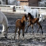 29.01.2016 Michałów. Stadnina koni. Nowo narodzone źrebaki, ich mamy i inne klacze w ciąży na krótkim, zimowym wybiegu. / Jarosław Kubalski / Radio Kielce