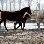 29.01.2016 Michałów. Stadnina koni. Nowo narodzone źrebaki, ich mamy i inne klacze w ciąży na krótkim, zimowym wybiegu. / Jarosław Kubalski / Radio Kielce