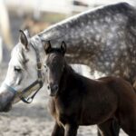 29.01.2016 Michałów. Stadnina koni. Nowo narodzone źrebaki, ich mamy i inne klacze w ciąży na krótkim, zimowym wybiegu. / Jarosław Kubalski / Radio Kielce