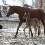 29.01.2016 Michałów. Stadnina koni. Nowo narodzone źrebaki, ich mamy i inne klacze w ciąży na krótkim, zimowym wybiegu. / Jarosław Kubalski / Radio Kielce