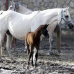 29.01.2016 Michałów. Stadnina koni. Nowo narodzone źrebaki, ich mamy i inne klacze w ciąży na krótkim, zimowym wybiegu. / Jarosław Kubalski / Radio Kielce