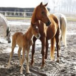 29.01.2016 Michałów. Stadnina koni. Nowo narodzone źrebaki, ich mamy i inne klacze w ciąży na krótkim, zimowym wybiegu. / Jarosław Kubalski / Radio Kielce
