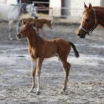 29.01.2016 Michałów. Stadnina koni. Nowo narodzone źrebaki, ich mamy i inne klacze w ciąży na krótkim, zimowym wybiegu. / Jarosław Kubalski / Radio Kielce