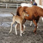 29.01.2016 Michałów. Stadnina koni. Nowo narodzone źrebaki, ich mamy i inne klacze w ciąży na krótkim, zimowym wybiegu. / Jarosław Kubalski / Radio Kielce