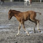 29.01.2016 Michałów. Stadnina koni. Nowo narodzone źrebaki, ich mamy i inne klacze w ciąży na krótkim, zimowym wybiegu. / Jarosław Kubalski / Radio Kielce