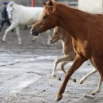 29.01.2016 Michałów. Stadnina koni. Nowo narodzone źrebaki, ich mamy i inne klacze w ciąży na krótkim, zimowym wybiegu. / Jarosław Kubalski / Radio Kielce