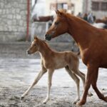 29.01.2016 Michałów. Stadnina koni. Nowo narodzone źrebaki, ich mamy i inne klacze w ciąży na krótkim, zimowym wybiegu. / Jarosław Kubalski / Radio Kielce