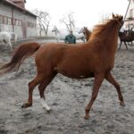 29.01.2016 Michałów. Stadnina koni. Nowo narodzone źrebaki, ich mamy i inne klacze w ciąży na krótkim, zimowym wybiegu. / Jarosław Kubalski / Radio Kielce