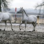 29.01.2016 Michałów. Stadnina koni. Nowo narodzone źrebaki, ich mamy i inne klacze w ciąży na krótkim, zimowym wybiegu. / Jarosław Kubalski / Radio Kielce