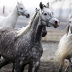 29.01.2016 Michałów. Stadnina koni. Nowo narodzone źrebaki, ich mamy i inne klacze w ciąży na krótkim, zimowym wybiegu. / Jarosław Kubalski / Radio Kielce