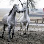 29.01.2016 Michałów. Stadnina koni. Nowo narodzone źrebaki, ich mamy i inne klacze w ciąży na krótkim, zimowym wybiegu. / Jarosław Kubalski / Radio Kielce