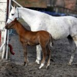 29.01.2016 Michałów. Stadnina koni. Nowo narodzone źrebaki, ich mamy i inne klacze w ciąży na krótkim, zimowym wybiegu. / Jarosław Kubalski / Radio Kielce
