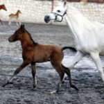 29.01.2016 Michałów. Stadnina koni. Nowo narodzone źrebaki, ich mamy i inne klacze w ciąży na krótkim, zimowym wybiegu. / Jarosław Kubalski / Radio Kielce