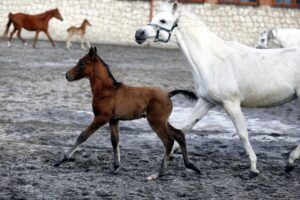 29.01.2016 Michałów. Stadnina koni. Nowo narodzone źrebaki, ich mamy i inne klacze w ciąży na krótkim, zimowym wybiegu. / Jarosław Kubalski / Radio Kielce