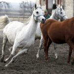 29.01.2016 Michałów. Stadnina koni. Nowo narodzone źrebaki, ich mamy i inne klacze w ciąży na krótkim, zimowym wybiegu. / Jarosław Kubalski / Radio Kielce