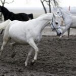 29.01.2016 Michałów. Stadnina koni. Nowo narodzone źrebaki, ich mamy i inne klacze w ciąży na krótkim, zimowym wybiegu. / Jarosław Kubalski / Radio Kielce