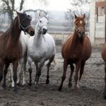 29.01.2016 Michałów. Stadnina koni. Nowo narodzone źrebaki, ich mamy i inne klacze w ciąży na krótkim, zimowym wybiegu. / Jarosław Kubalski / Radio Kielce