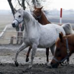 29.01.2016 Michałów. Stadnina koni. Nowo narodzone źrebaki, ich mamy i inne klacze w ciąży na krótkim, zimowym wybiegu. / Jarosław Kubalski / Radio Kielce