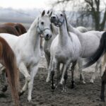29.01.2016 Michałów. Stadnina koni. Nowo narodzone źrebaki, ich mamy i inne klacze w ciąży na krótkim, zimowym wybiegu. / Jarosław Kubalski / Radio Kielce