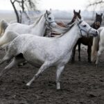 29.01.2016 Michałów. Stadnina koni. Nowo narodzone źrebaki, ich mamy i inne klacze w ciąży na krótkim, zimowym wybiegu. / Jarosław Kubalski / Radio Kielce