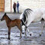 29.01.2016 Michałów. Stadnina koni. Nowo narodzone źrebaki, ich mamy i inne klacze w ciąży na krótkim, zimowym wybiegu. / Jarosław Kubalski / Radio Kielce