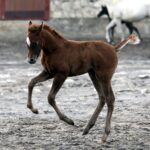 29.01.2016 Michałów. Stadnina koni. Nowo narodzone źrebaki, ich mamy i inne klacze w ciąży na krótkim, zimowym wybiegu. / Jarosław Kubalski / Radio Kielce