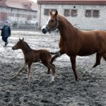 29.01.2016 Michałów. Stadnina koni. Nowo narodzone źrebaki, ich mamy i inne klacze w ciąży na krótkim, zimowym wybiegu. / Jarosław Kubalski / Radio Kielce