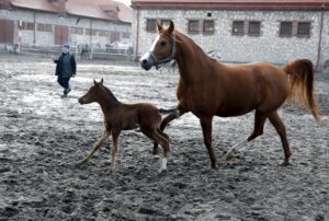 29.01.2016 Michałów. Stadnina koni. Nowo narodzone źrebaki, ich mamy i inne klacze w ciąży na krótkim, zimowym wybiegu. / Jarosław Kubalski / Radio Kielce