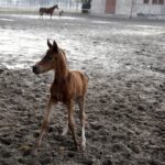 29.01.2016 Michałów. Stadnina koni. Nowo narodzone źrebaki, ich mamy i inne klacze w ciąży na krótkim, zimowym wybiegu. / Jarosław Kubalski / Radio Kielce