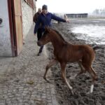29.01.2016 Michałów. Stadnina koni. Nowo narodzone źrebaki, ich mamy i inne klacze w ciąży na krótkim, zimowym wybiegu. / Jarosław Kubalski / Radio Kielce