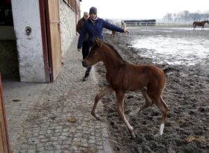 29.01.2016 Michałów. Stadnina koni. Nowo narodzone źrebaki, ich mamy i inne klacze w ciąży na krótkim, zimowym wybiegu. / Jarosław Kubalski / Radio Kielce