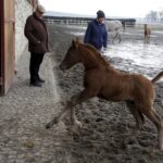 29.01.2016 Michałów. Stadnina koni. Nowo narodzone źrebaki, ich mamy i inne klacze w ciąży na krótkim, zimowym wybiegu. / Jarosław Kubalski / Radio Kielce