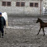 29.01.2016 Michałów. Stadnina koni. Nowo narodzone źrebaki, ich mamy i inne klacze w ciąży na krótkim, zimowym wybiegu. / Jarosław Kubalski / Radio Kielce
