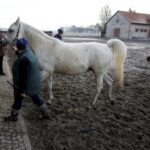 29.01.2016 Michałów. Stadnina koni. Nowo narodzone źrebaki, ich mamy i inne klacze w ciąży na krótkim, zimowym wybiegu. / Jarosław Kubalski / Radio Kielce