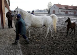 29.01.2016 Michałów. Stadnina koni. Nowo narodzone źrebaki, ich mamy i inne klacze w ciąży na krótkim, zimowym wybiegu. / Jarosław Kubalski / Radio Kielce