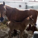 29.01.2016 Michałów. Stadnina koni. Nowo narodzone źrebaki, ich mamy i inne klacze w ciąży na krótkim, zimowym wybiegu. / Jarosław Kubalski / Radio Kielce