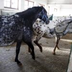 29.01.2016 Michałów. Stadnina koni. Nowo narodzone źrebaki, ich mamy i inne klacze w ciąży na krótkim, zimowym wybiegu. / Jarosław Kubalski / Radio Kielce