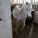 29.01.2016 Michałów. Stadnina koni. Nowo narodzone źrebaki, ich mamy i inne klacze w ciąży na krótkim, zimowym wybiegu. / Jarosław Kubalski / Radio Kielce