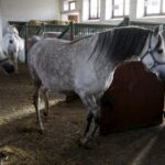 29.01.2016 Michałów. Stadnina koni. Nowo narodzone źrebaki, ich mamy i inne klacze w ciąży na krótkim, zimowym wybiegu. / Jarosław Kubalski / Radio Kielce