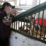 29.01.2016 Michałów. Stadnina koni. Nowo narodzone źrebaki, ich mamy i inne klacze w ciąży na krótkim, zimowym wybiegu. / Jarosław Kubalski / Radio Kielce