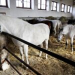 29.01.2016 Michałów. Stadnina koni. Nowo narodzone źrebaki, ich mamy i inne klacze w ciąży na krótkim, zimowym wybiegu. / Jarosław Kubalski / Radio Kielce