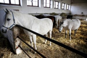 29.01.2016 Michałów. Stadnina koni. Nowo narodzone źrebaki, ich mamy i inne klacze w ciąży na krótkim, zimowym wybiegu. / Jarosław Kubalski / Radio Kielce