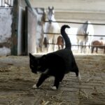 29.01.2016 Michałów. Stadnina koni. Polujący na myszy kot. / Jarosław Kubalski / Radio Kielce