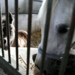 29.01.2016 Michałów. Stadnina koni. Nowo narodzone źrebaki, ich mamy i inne klacze w ciąży na krótkim, zimowym wybiegu. / Jarosław Kubalski / Radio Kielce