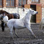 29.01.2016 Michałów. Stadnina koni. Nowo narodzone źrebaki, ich mamy i inne klacze w ciąży na krótkim, zimowym wybiegu. / Jarosław Kubalski / Radio Kielce