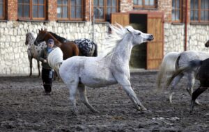 29.01.2016 Michałów. Stadnina koni. Nowo narodzone źrebaki, ich mamy i inne klacze w ciąży na krótkim, zimowym wybiegu. / Jarosław Kubalski / Radio Kielce